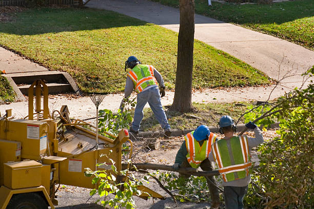 Tree and Shrub Care in Andrews, TX