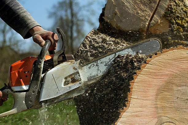 How Our Tree Care Process Works  in  Andrews, TX